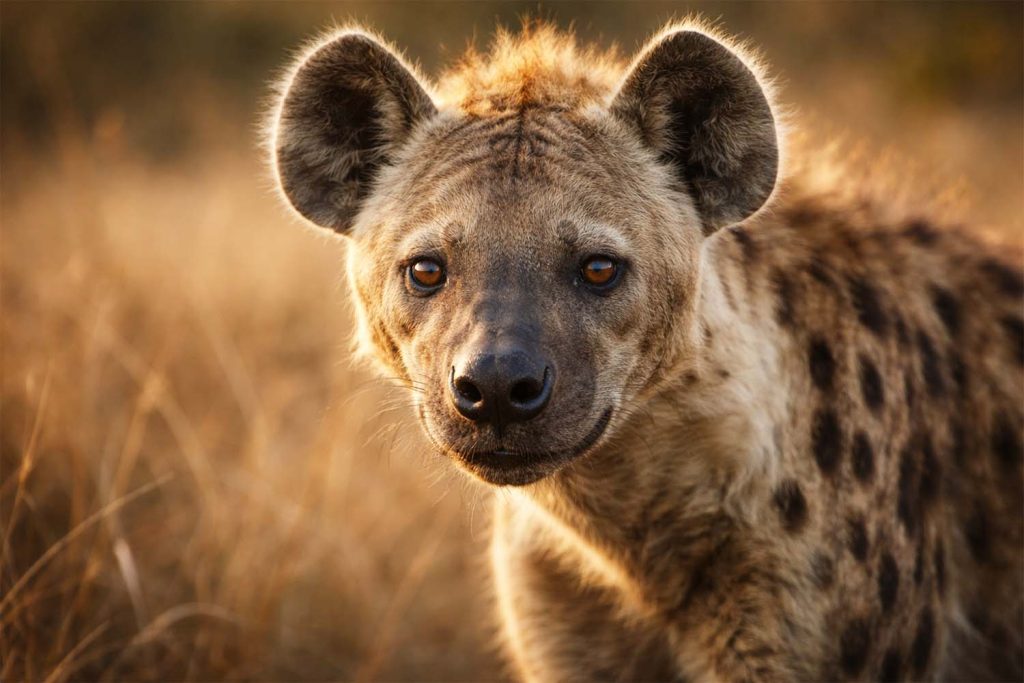 17 интересных фактов о гиенах - OnlyFacts KZ 1