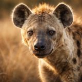 Қорқаулар туралы 17 қызықты дерек