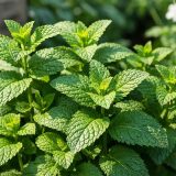 Жалбыз туралы 30 қызықты дерек