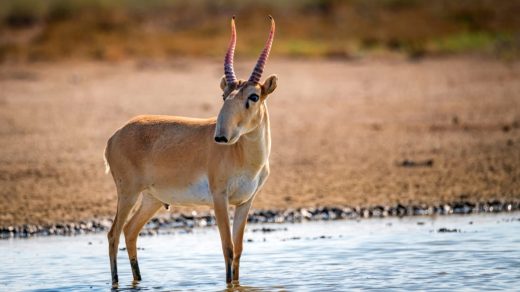 Ақбөкендер туралы 15 қызықты дерек – мұрындары табиғи сүзгі қызметін атқаратын мамонттардың құрдасы