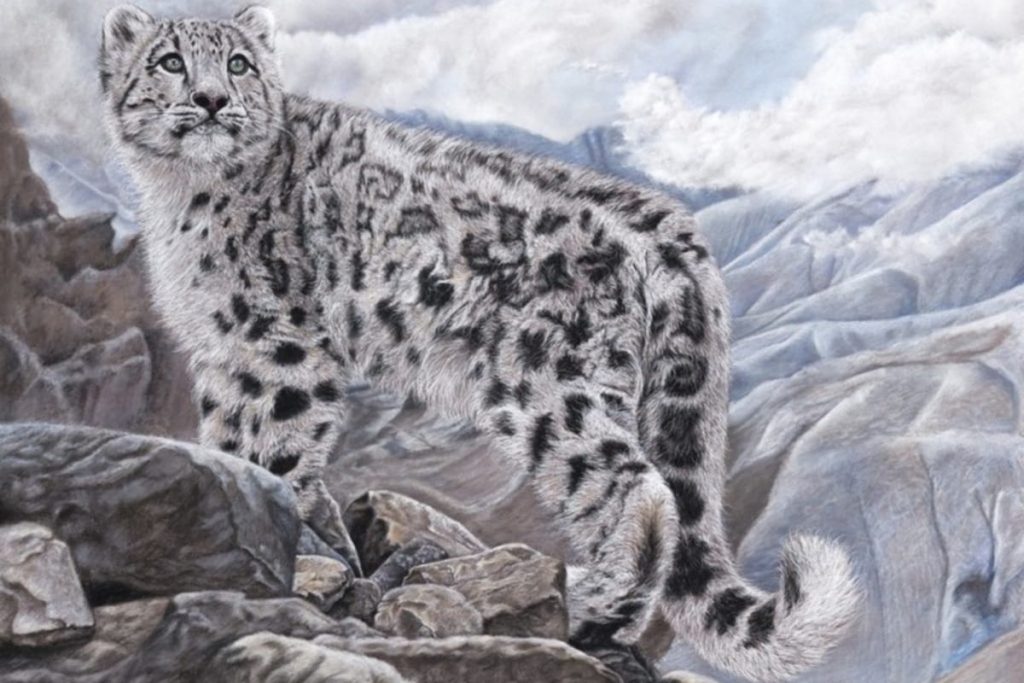 18 интересных фактов о снежном барсе - призраке гор и символе независимого Казахстана - OnlyFacts KZ 1