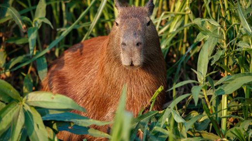 Капибаралар туралы 12 қызықты дерек – барлық жануар жақсы көретін ең момын кеміргіштер