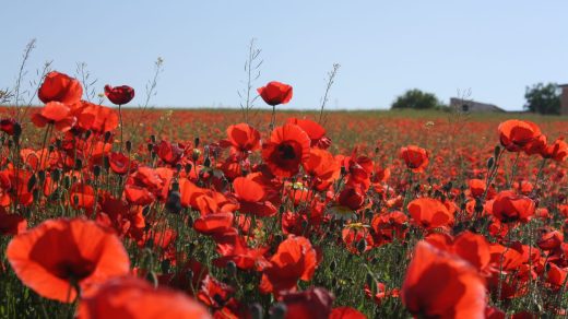 20 интересных фактов о маках - цветах сна, чьи семена могут лежать в земле годами, ожидая дождя