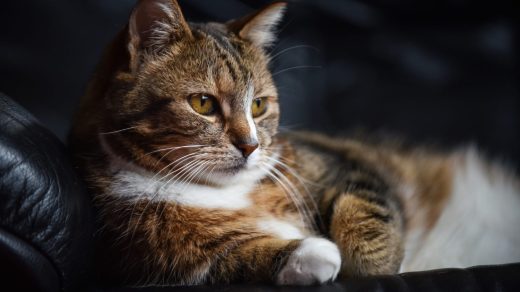 Мысықтар туралы 25 қызықты дерек – адамдарды басқару үшін пырылдауды үйренген жыртқыштар