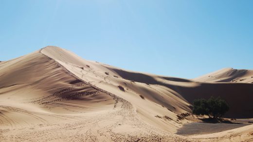 12 интересных фактов о пустыне Сахара, которая когда-то была зелёным лесом