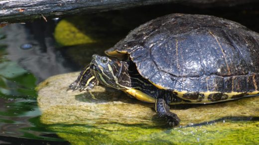 Тасбақалар туралы 20 қызықты дерек – қаңқасын сыртында таситын және сауытын ұстағанды сезетін жануарлар