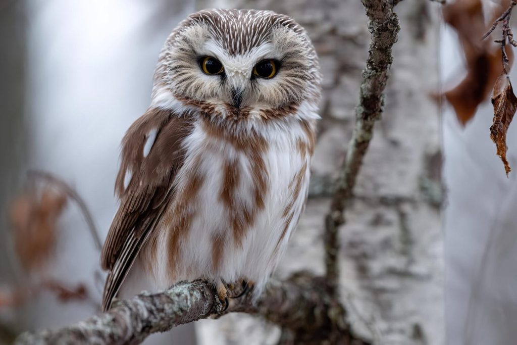 Үкілер туралы 25 қызықты дерек – көзін қозғалта алмайтындықтан, басын 270 градусқа бұратын құстар - OnlyFacts KZ 1