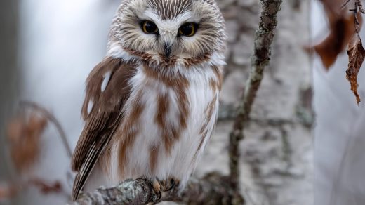 Үкілер туралы 25 қызықты дерек – көзін қозғалта алмайтындықтан, басын 270 градусқа бұратын құстар