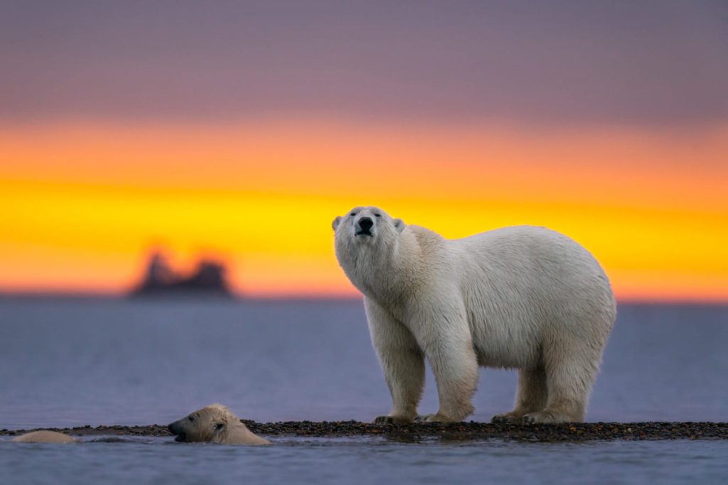 Ақ аюлар туралы 20 қызықты дерек – аппақ жүнінің астында қара тері жасырынған жыртқыштар - OnlyFacts KZ 1