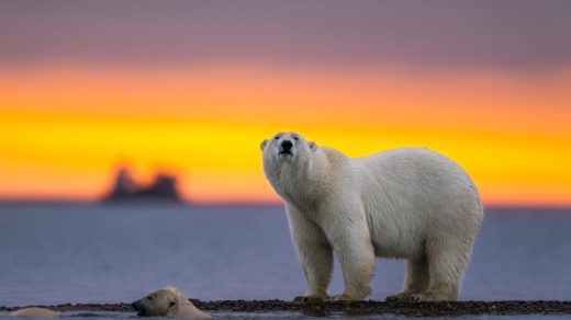 Ақ аюлар туралы 20 қызықты дерек – аппақ жүнінің астында қара тері жасырынған жыртқыштар