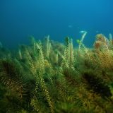 Балдырлар туралы 15 қызықты дерек – ормандардан да көп оттегі өндіретін ғаламшардың өкпесі