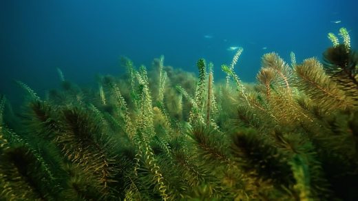 Балдырлар туралы 15 қызықты дерек – ормандардан да көп оттегі өндіретін ғаламшардың өкпесі