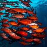 Балықтар туралы 20 қызықты дерек – оқиғаларды 3 секунд емес, айлап есте сақтайтын тіршілік иелері