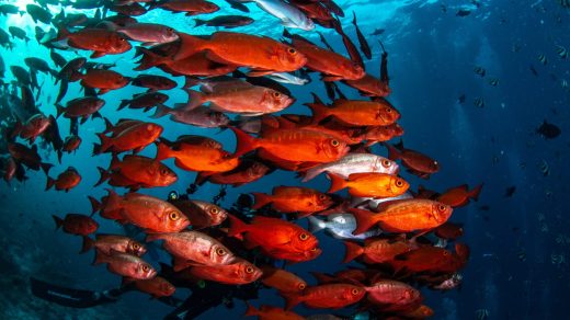 Балықтар туралы 20 қызықты дерек – оқиғаларды 3 секунд емес, айлап есте сақтайтын тіршілік иелері