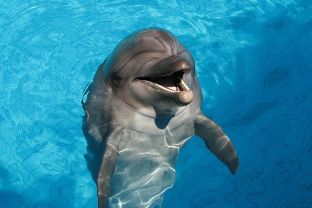 12 интересных фактов о дельфинах - интеллектуалах моря, дающих друг другу имена - OnlyFacts KZ 1