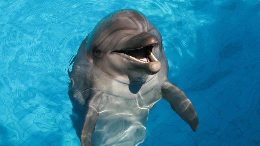 Дельфиндер туралы 12 қызықты дерек – бір-біріне есім беретін теңіз зиялылары