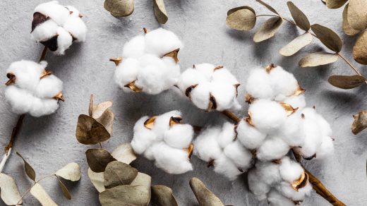 15 интересных фактов о хлопке – «белом золоте», которое изменило мировую индустрию моды