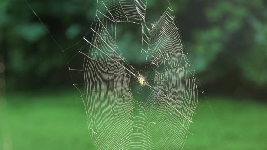 18 интересных фактов о паутине – материале, который прочнее стали того же диаметра
