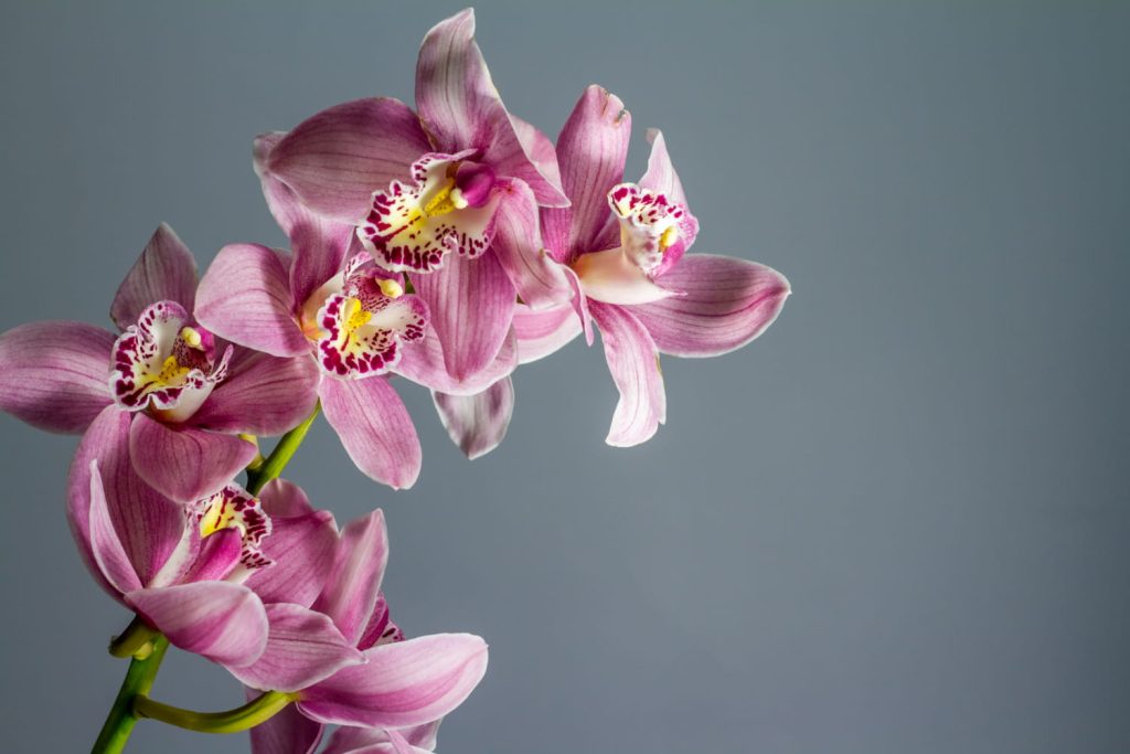 Орхидеялар туралы 15 қызықты дерек – жәндік кейпіне енетін алдау шеберлері - OnlyFacts KZ 1