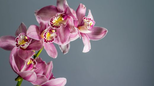 Орхидеялар туралы 15 қызықты дерек – жәндік кейпіне енетін алдау шеберлері