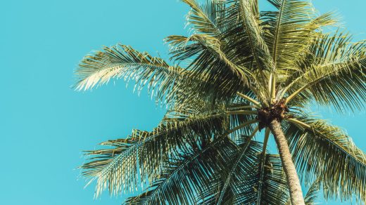 Пальмалар туралы 25 қызықты дерек – еменнен гөрі шөпке жақынырақ ағаштар