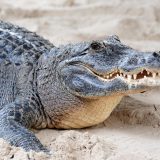 Қолтырауындар туралы 20 қызықты дерек – тереңірек сүңгу үшін әдейі тас жұтатын жыртқыштар