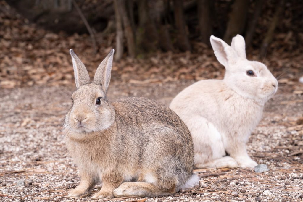 Қояндар туралы 22 қызықты дерек – қуаныштан емес, қауіпті ескерту үшін табанымен дабылдайтын жануарлар - OnlyFacts KZ 1