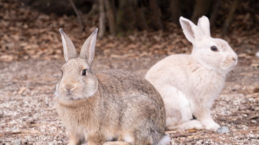 Қояндар туралы 22 қызықты дерек – қуаныштан емес, қауіпті ескерту үшін табанымен дабылдайтын жануарлар