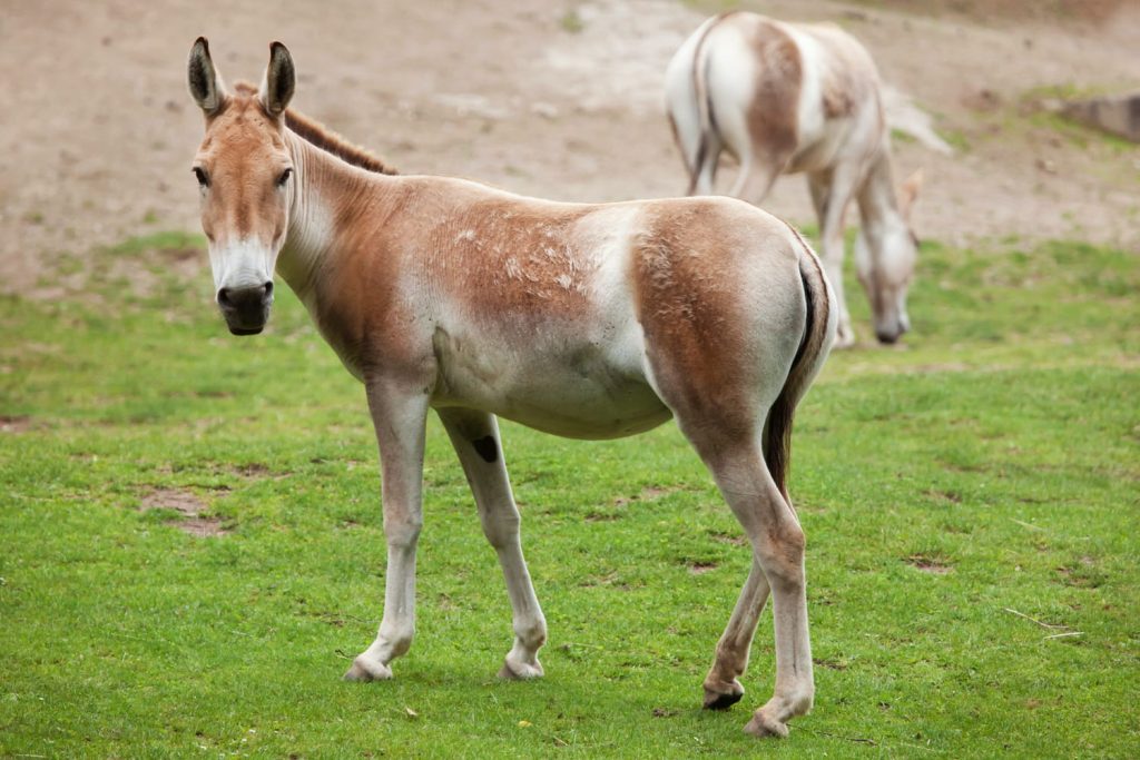 Құландар туралы 10 қызықты дерек – қолға үйрету мүмкін емес жабайы есектер - OnlyFacts KZ 1