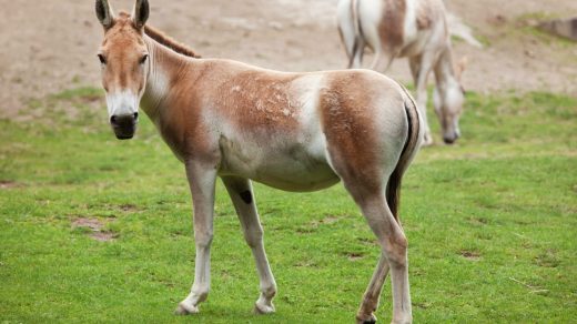 Құландар туралы 10 қызықты дерек – қолға үйрету мүмкін емес жабайы есектер