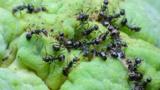 Құмырсқалар туралы 15 қызықты дерек – жалпы салмағы барлық адамдардың салмағынан асатын өркениет