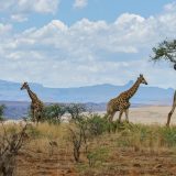 Саванналар туралы 20 қызықты дерек – жануарлардың Ұлы көші өтетін шөптер патшалығы