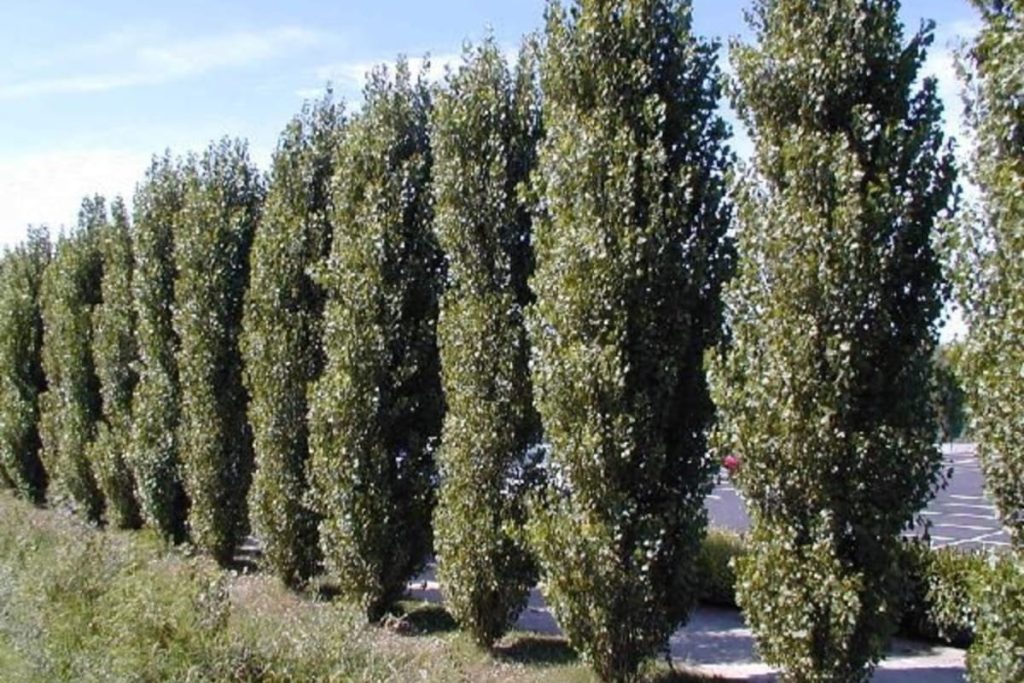 Теректер туралы 12 қызықты дерек – аллергияға жазықсыз айыпталатын ауа сүзгілері - OnlyFacts KZ 1