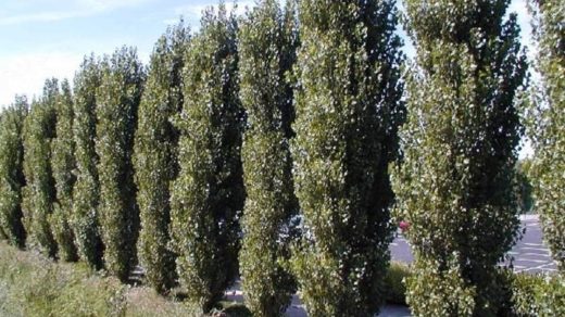 Теректер туралы 12 қызықты дерек – аллергияға жазықсыз айыпталатын ауа сүзгілері