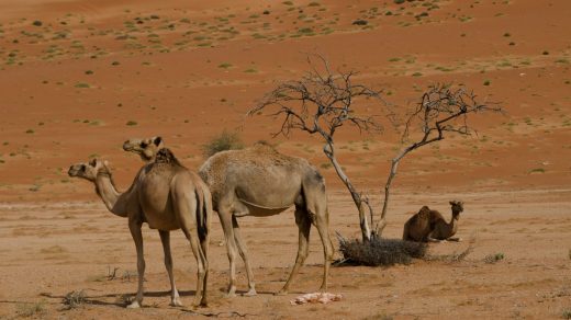 Түйелер туралы 12 қызықты дерек – бір демде 100 литр су іше алатын шөл кемелері