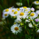 Түймедақ туралы 15 қызықты дерек – әлемдегі аурулардың жартысын емдейтін қарапайым гүл