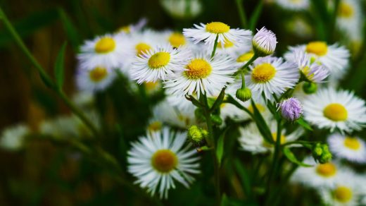 Түймедақ туралы 15 қызықты дерек – әлемдегі аурулардың жартысын емдейтін қарапайым гүл