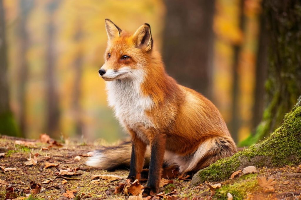 Түлкілер туралы 26 қызықты дерек – жемтігіне секіру үшін Жердің магнит өрісін пайдаланатын жыртқыштар - OnlyFacts KZ 1