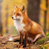 Түлкілер туралы 26 қызықты дерек – жемтігіне секіру үшін Жердің магнит өрісін пайдаланатын жыртқыштар