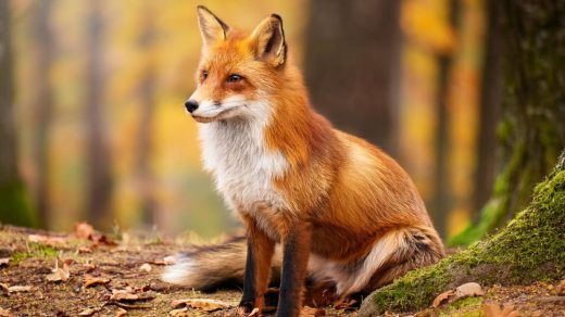 26 интересных фактов о лисах, которые используют магнитное поле Земли для идеального прыжка на добычу