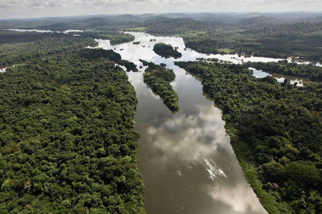 15 интересных фактов о лесах Амазонии – «лёгких планеты», производящих 20% мирового кислорода - OnlyFacts KZ 1