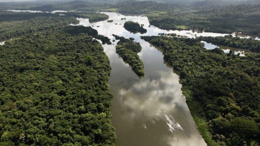 15 интересных фактов о лесах Амазонии – «лёгких планеты», производящих 20% мирового кислорода