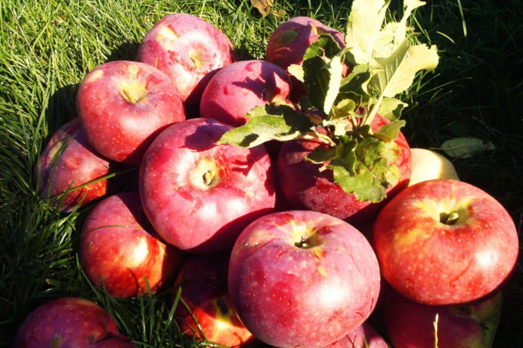 18 интересных фактов об апорте – знаменитом сорте яблок, ставшем сладким символом Алматы - OnlyFacts KZ 1