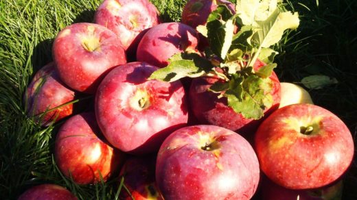 18 интересных фактов об апорте – знаменитом сорте яблок, ставшем сладким символом Алматы