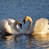 20 интересных фактов о лебедях, которые выбирают пару один раз и на всю жизнь