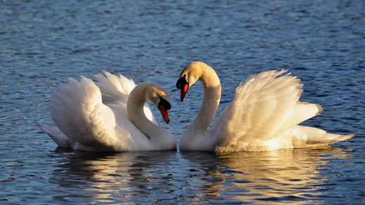 Аққулар туралы 20 қызықты дерек – жұбын бір рет және өмірлікке таңдайтын құстар