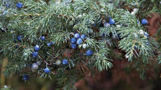 Арша туралы 12 қызықты дерек – Азияда үйді аластауға қолданылатын қасиетті өсімдік