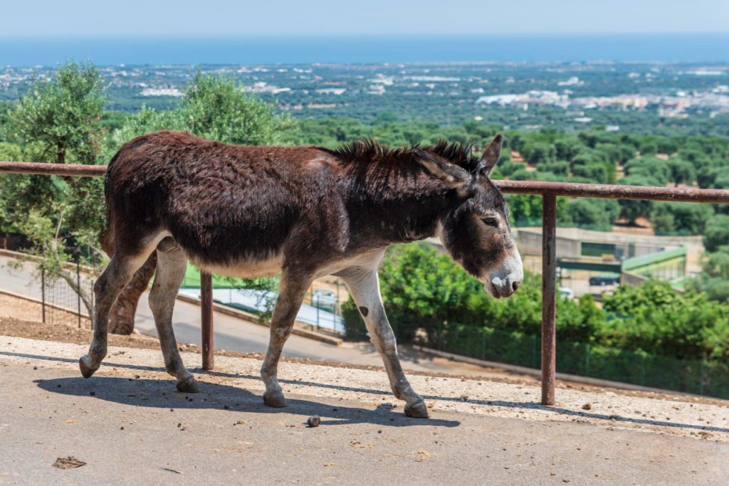 20 интересных фактов об ослах, которые никогда не забывают дорогу и своих обидчиков - OnlyFacts KZ 1