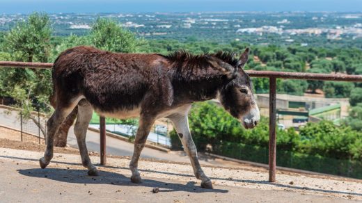 20 интересных фактов об ослах, которые никогда не забывают дорогу и своих обидчиков