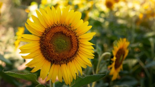 15 интересных фактов о подсолнухе - цветке, который умеет следить за солнцем